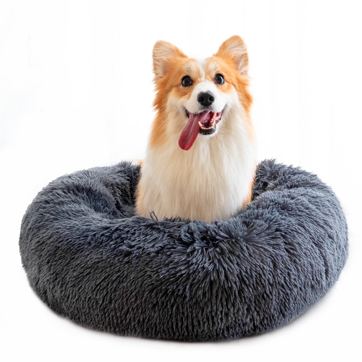 Dog Essentials